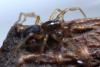 Scotina sp.